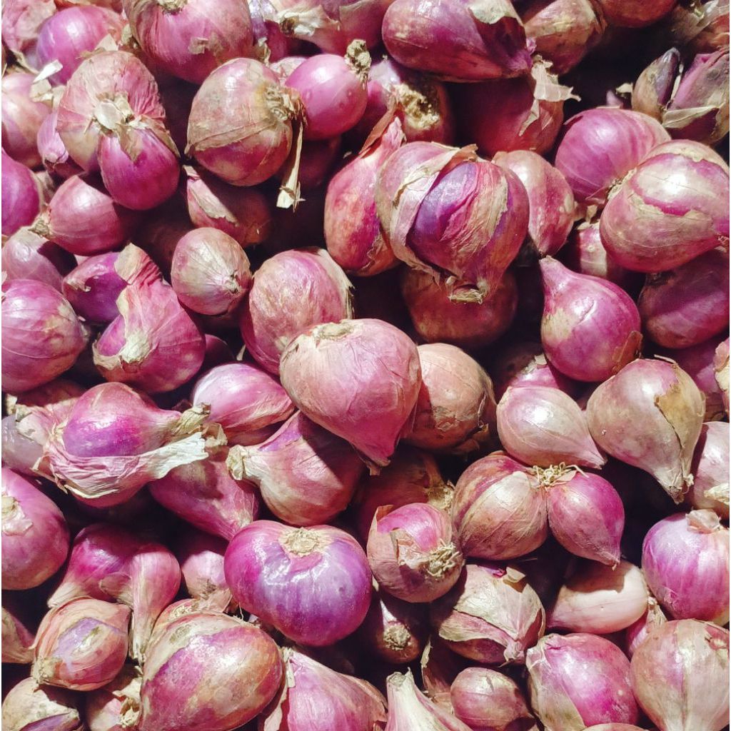 

bawang merah asli Brebes