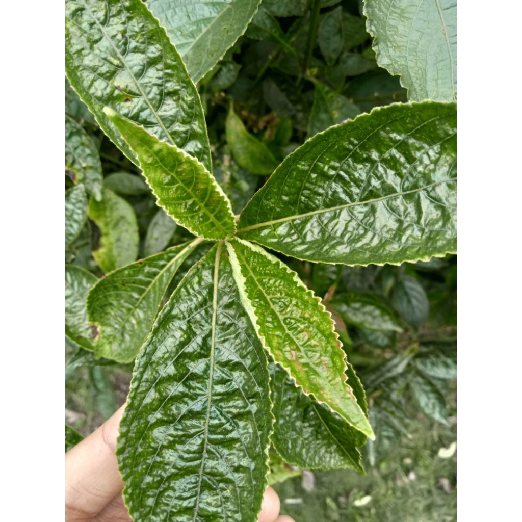 

daun keji beling/pecah beling