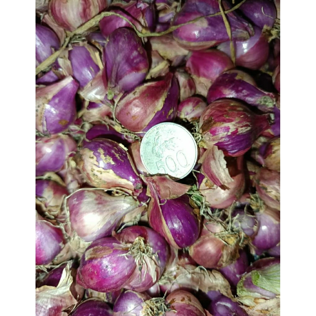 

Bawang Merah Thailand Tanggung Besar