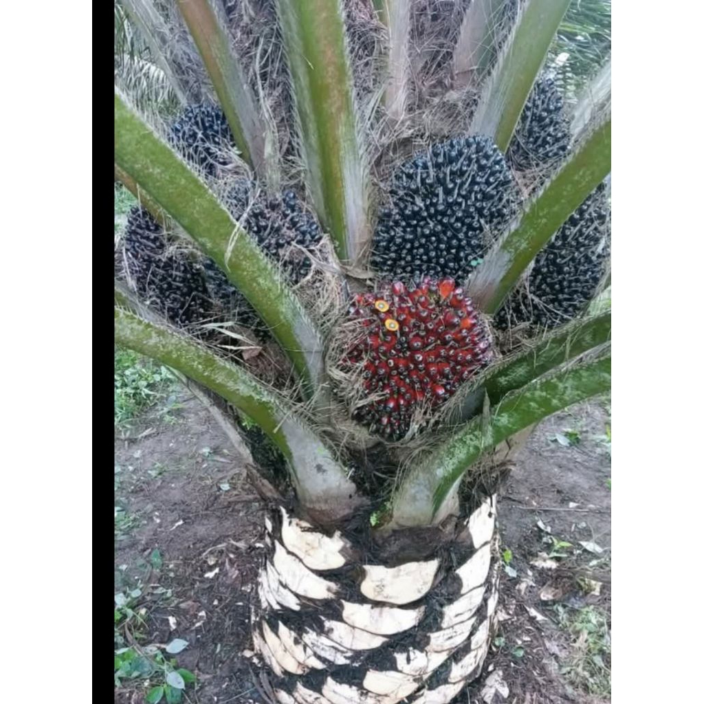 Benih Sawit Unggul PPKS DXP 239 ASLI bersertifikat