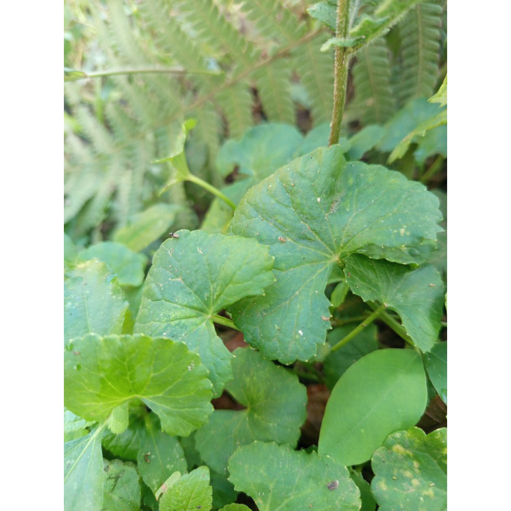 

pegagan segar 100gram