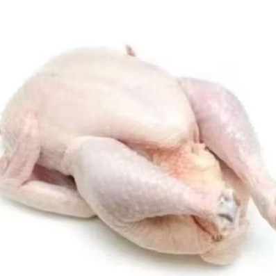 

ayam potong 1 ekor besar