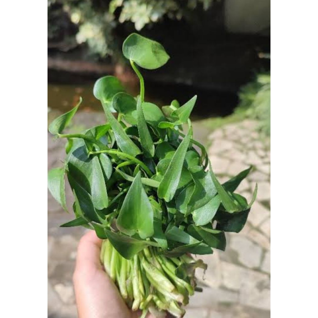 

eceng sayur/eceng sawah/500 gram sayur segar langsung petik