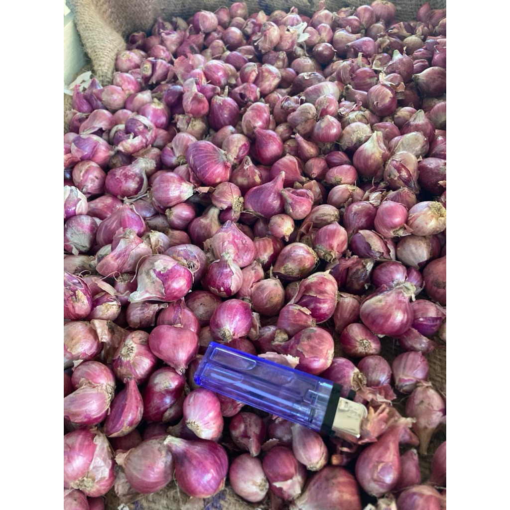 

bawang merah root besar sedang