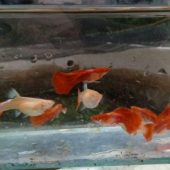 Hiasan Guppy Alb. Tuxedo Red
