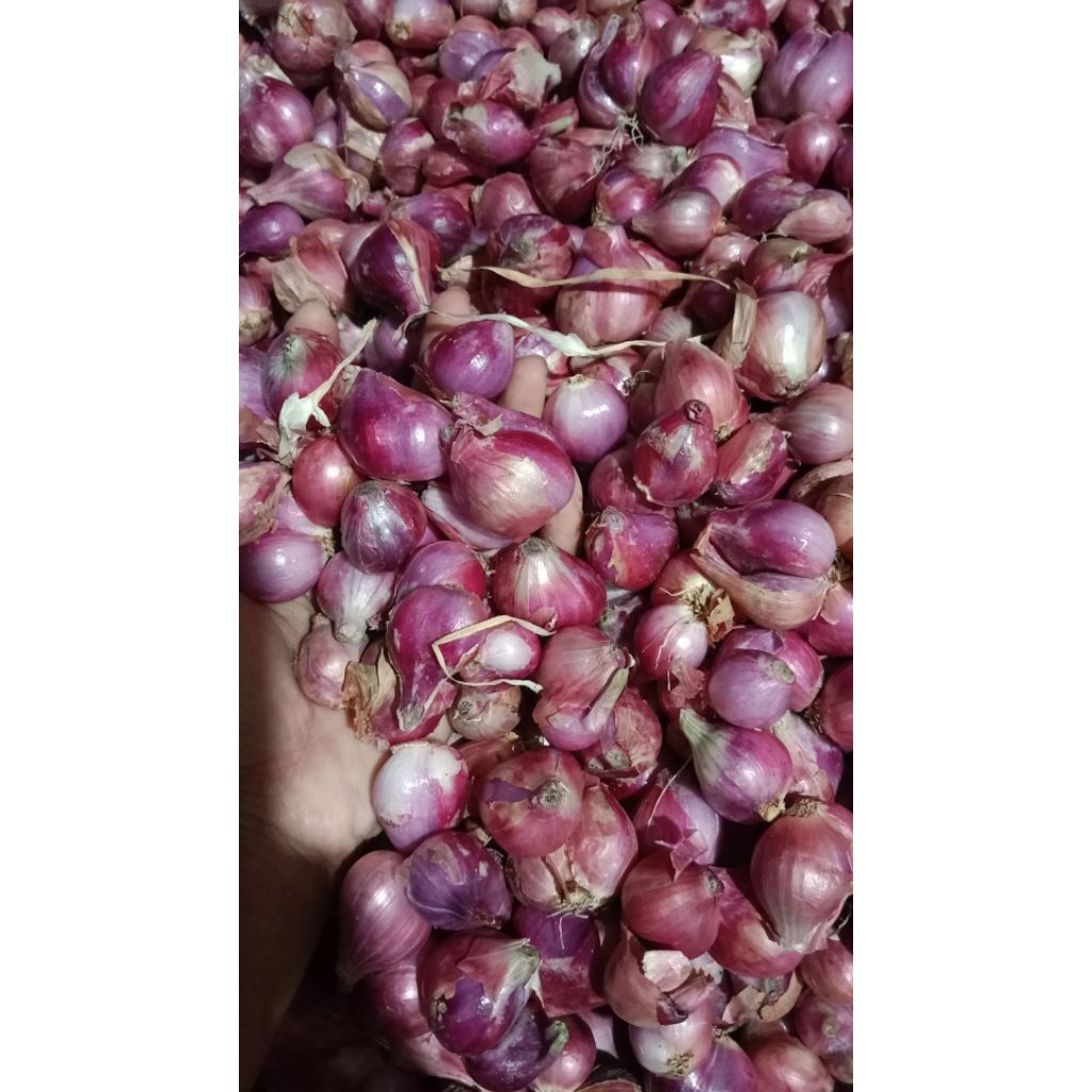 

bawang merah lokal