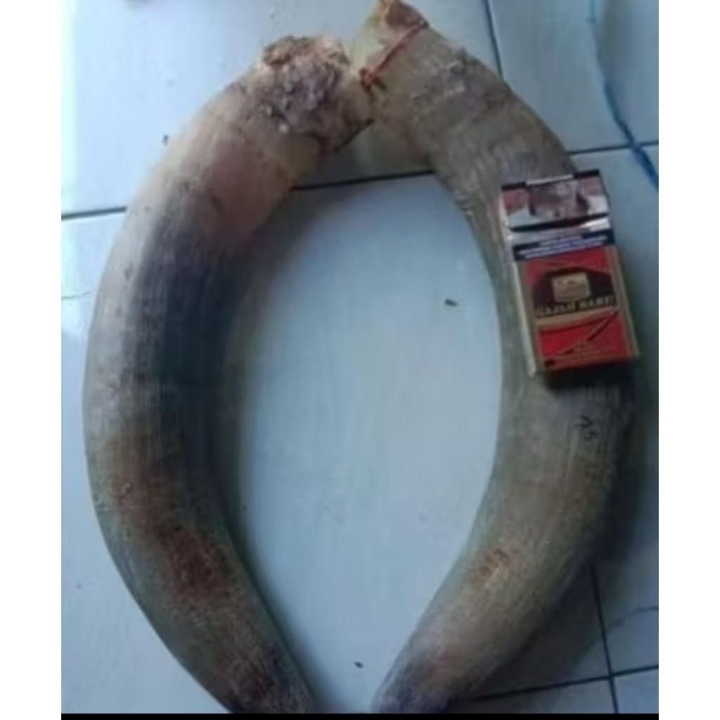 TANDUK PADAT 24-25 CM SAPI BULE ( 1PCS)