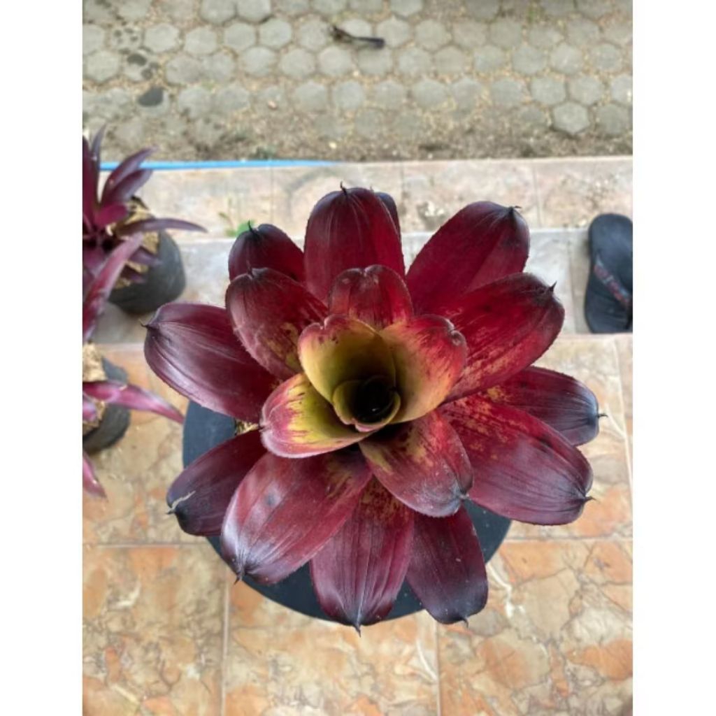Tanaman Hias Bromolia Black Manilla | Bromelia Black Manilla | Bromelia Koleksi