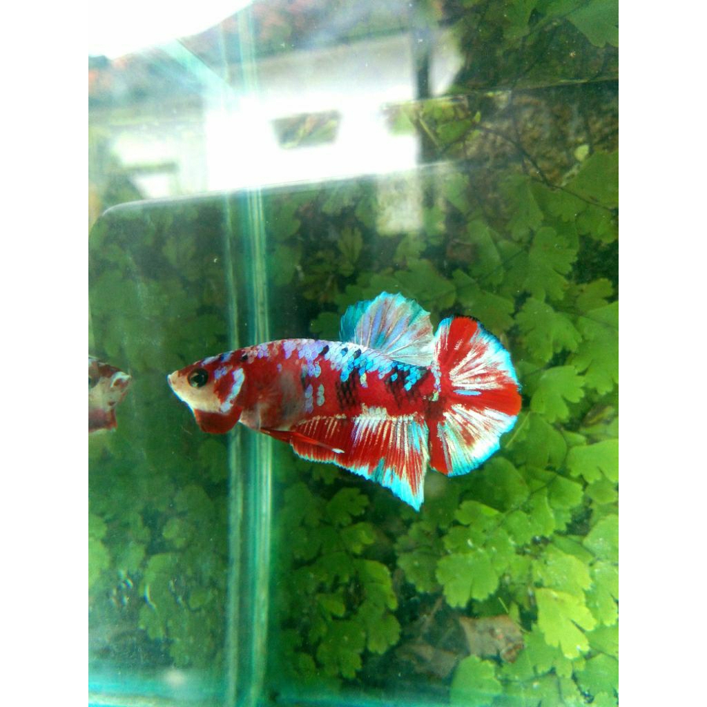 ikan cupang plakat multicolor