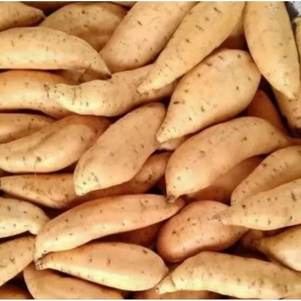 

Ubi Cilembu Mentah 1 kg