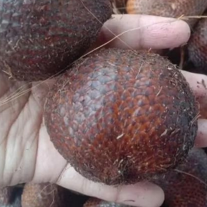 

salak medan