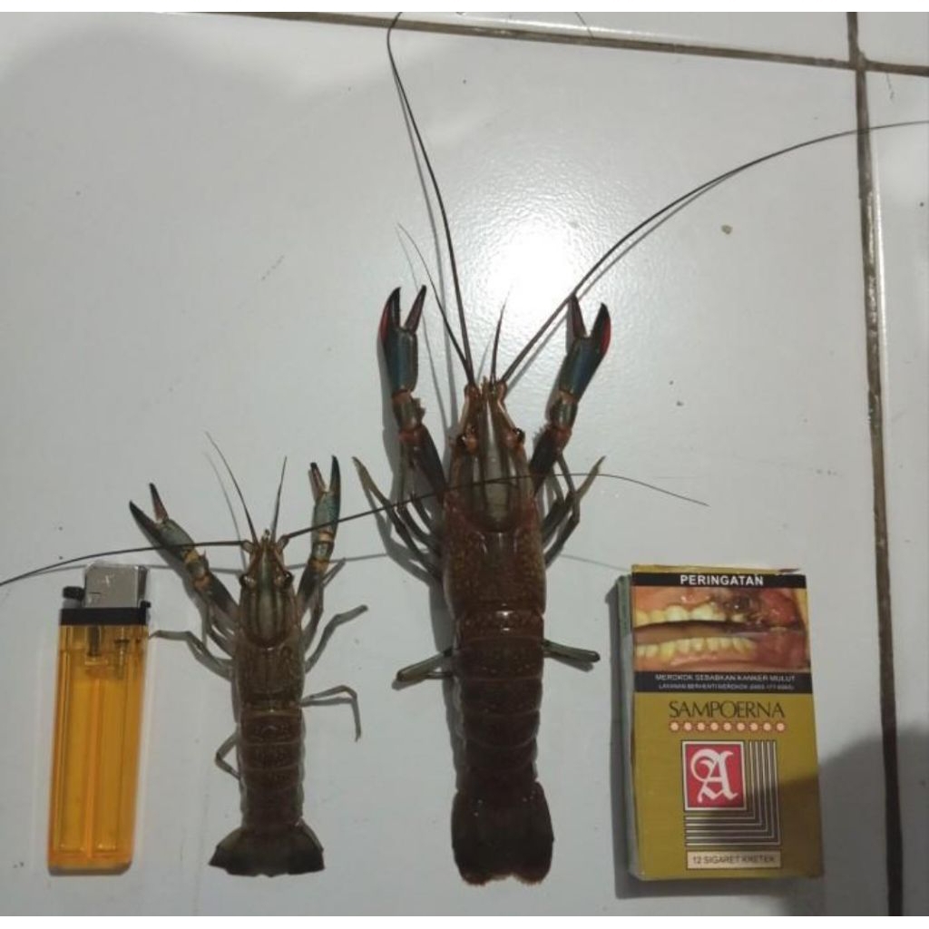 

promo harga murah Lobster Air Tawar 3inch bibit budidaya