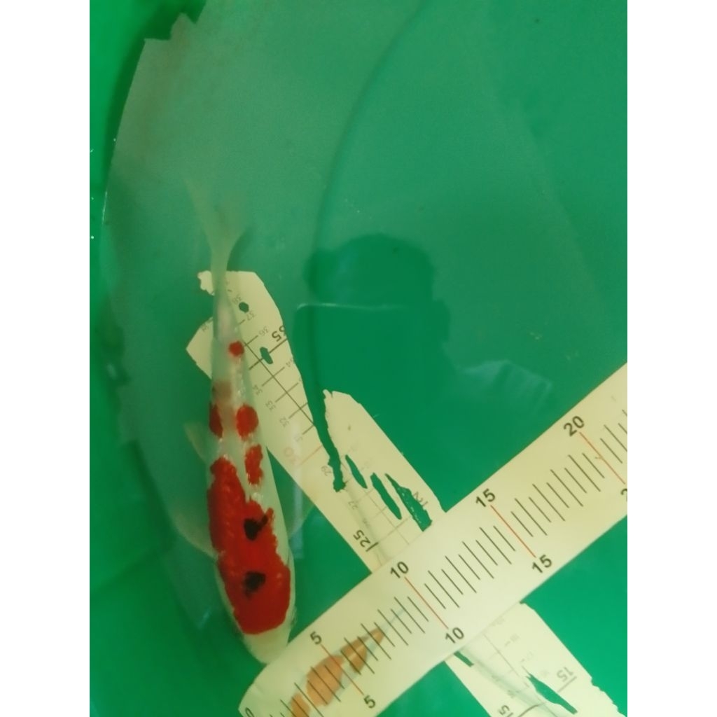 Ikan koi jenis Sanke Ginrin 22cm