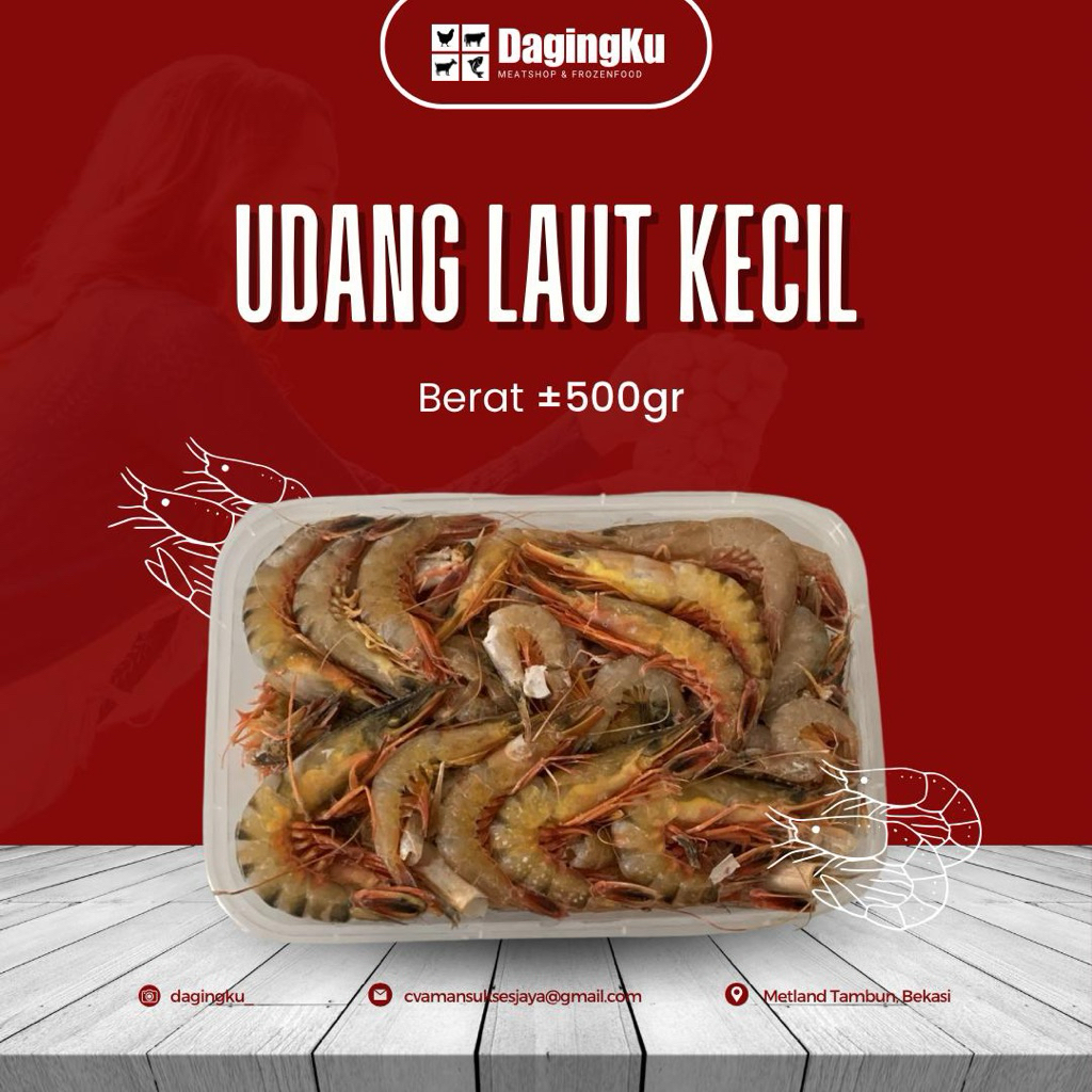 

UDANG LAUT KECIL