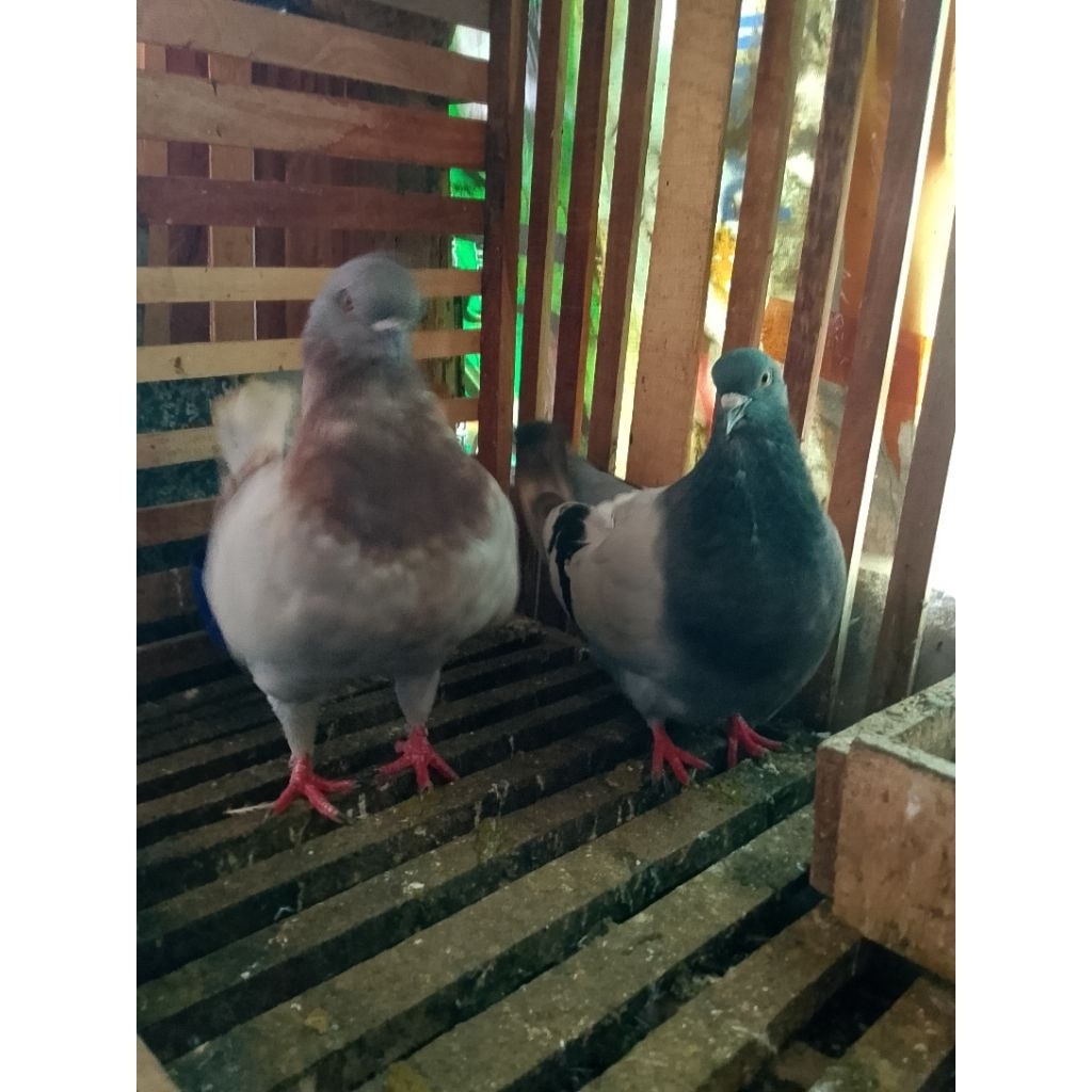 Merpati hias sepasang indukan swoking sowking ori jumbo merpati showking sejodoh