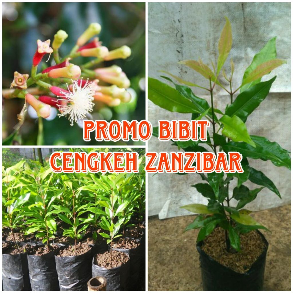 BIBIT CENGKEH ZANZIBAR SUPER