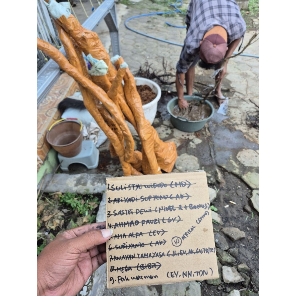 Dongkelan pohon anggur import cepat berbuah