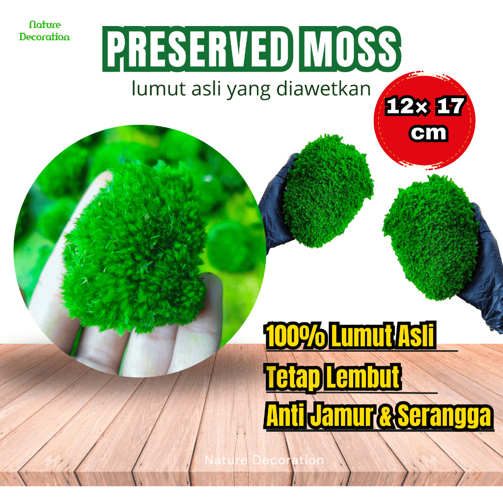 PRESERVED MOSS GRADE A PORSI THINWALL UNTUK DEKORASI LUMUT DIAWETKAN MOSS WALL TERARIUM PALUDARIUM