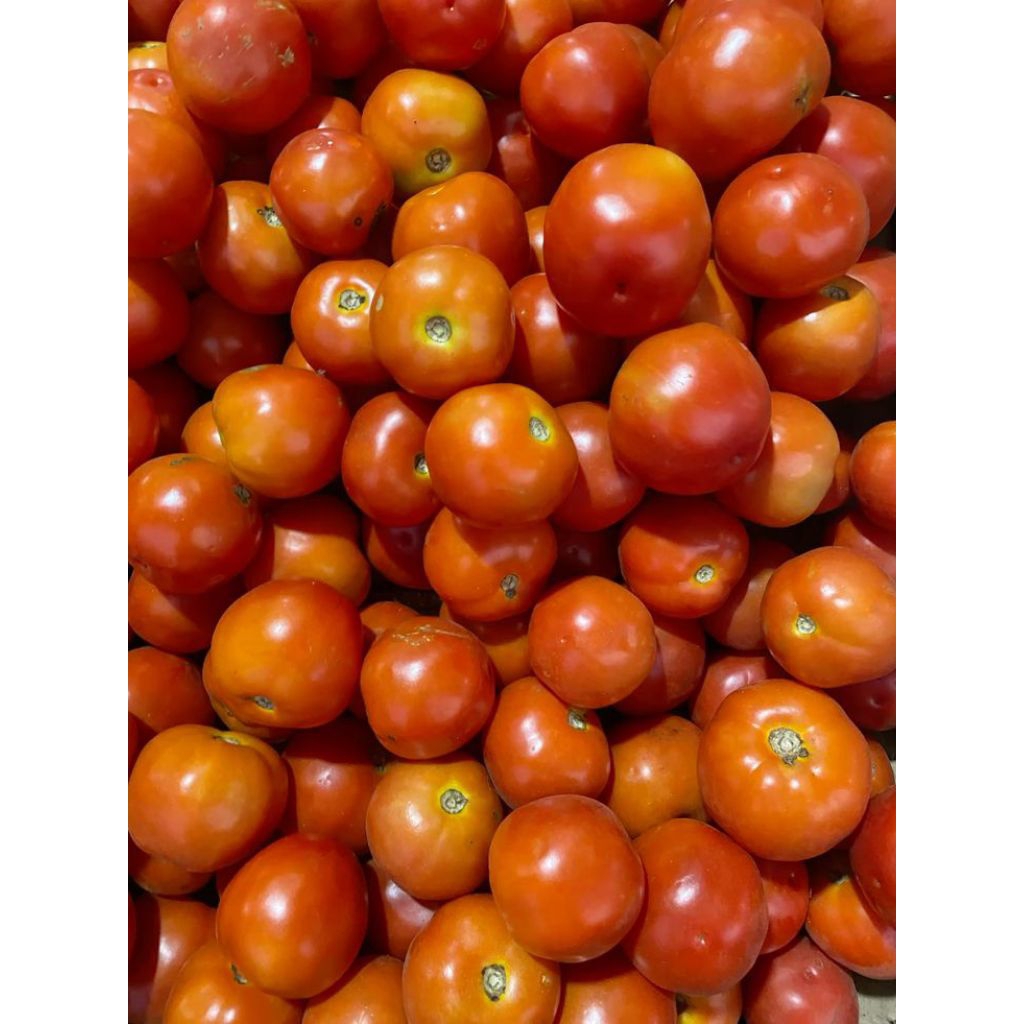 

TOMAT SAYUR MERAH SEGAR