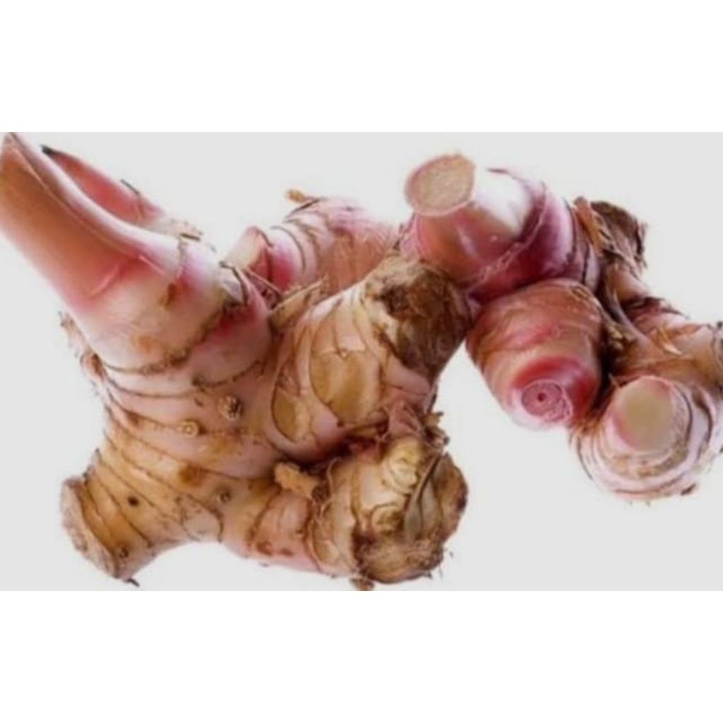 

(ORIGINAL) Lenkuas / Laos murah 1kg