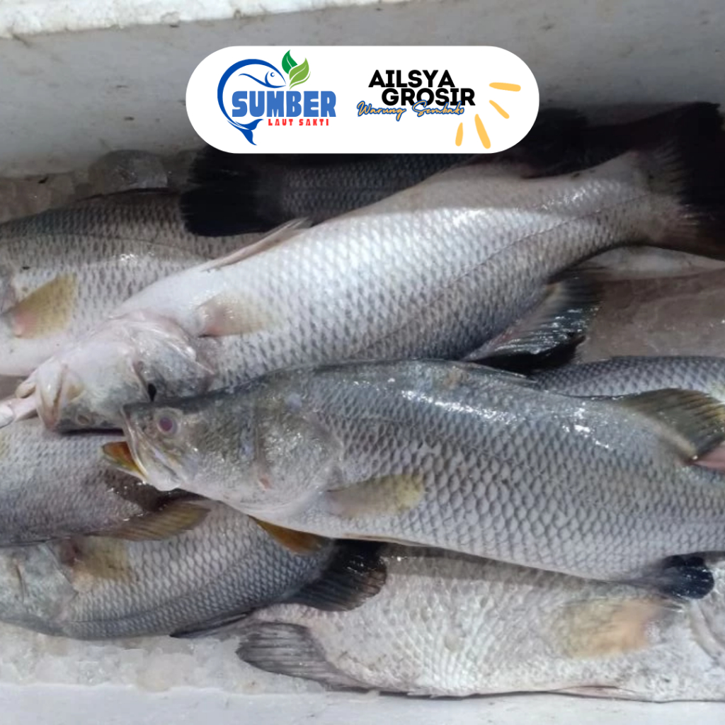 

IKAN CUKIL KAKAP PUTIH BARAMUNDI SEGAR BERSIH 1KG