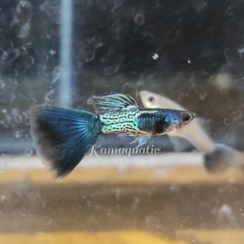 

Extra Packing Styrofoam Kardus | METAL SNAKESKIN BLUE TAIL - DARK BLUE | Kamaquatic