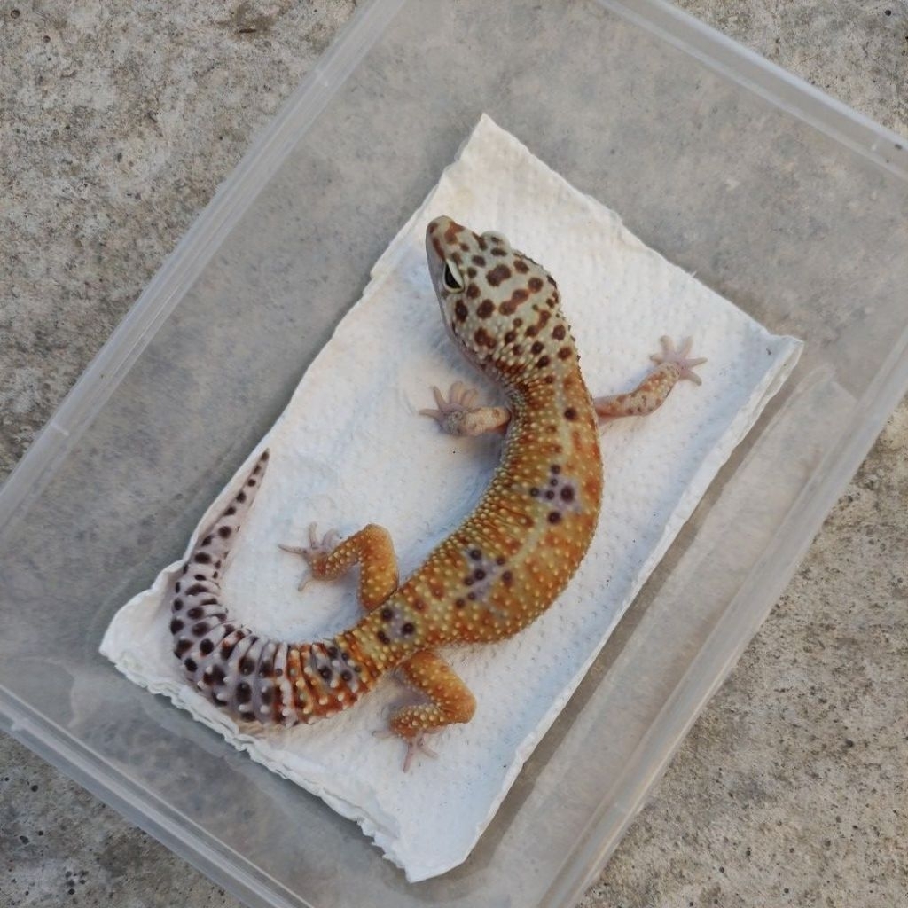 MAINAN ANAK GECKO_BLACK NIGHT CROSS DEWASA MALE
