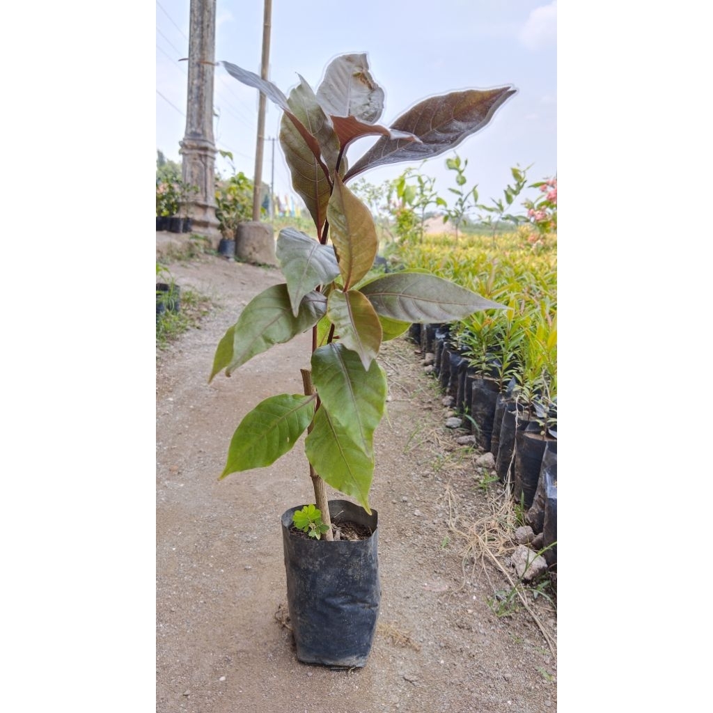 Daun ungu/tanaman daun ungu/tanaman daun ungu 100% original/tanaman daun ungu segar