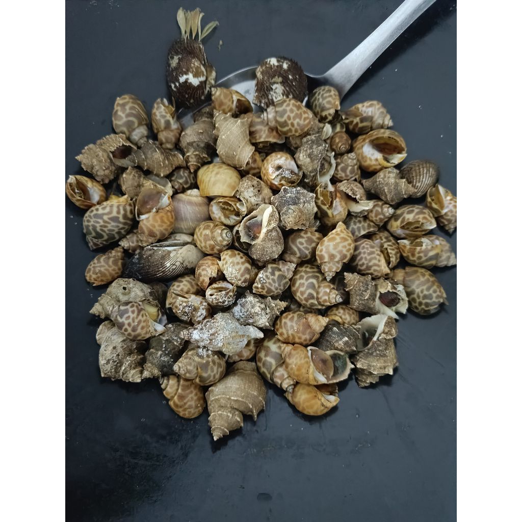 

Mix Kerang Keong Laut RJ Fish 500gr