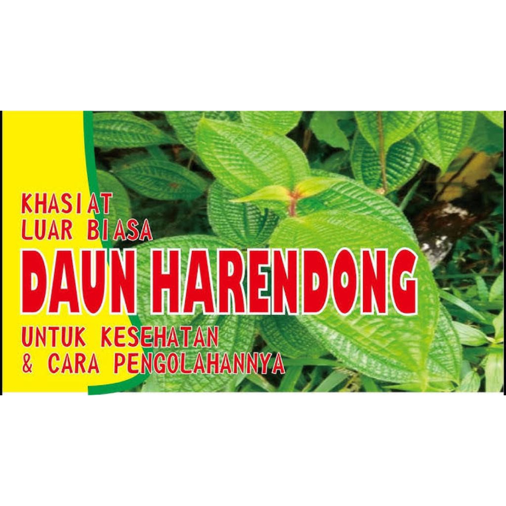 

daun senggani kecil dau harendong herbal anti kangker per 250 gr