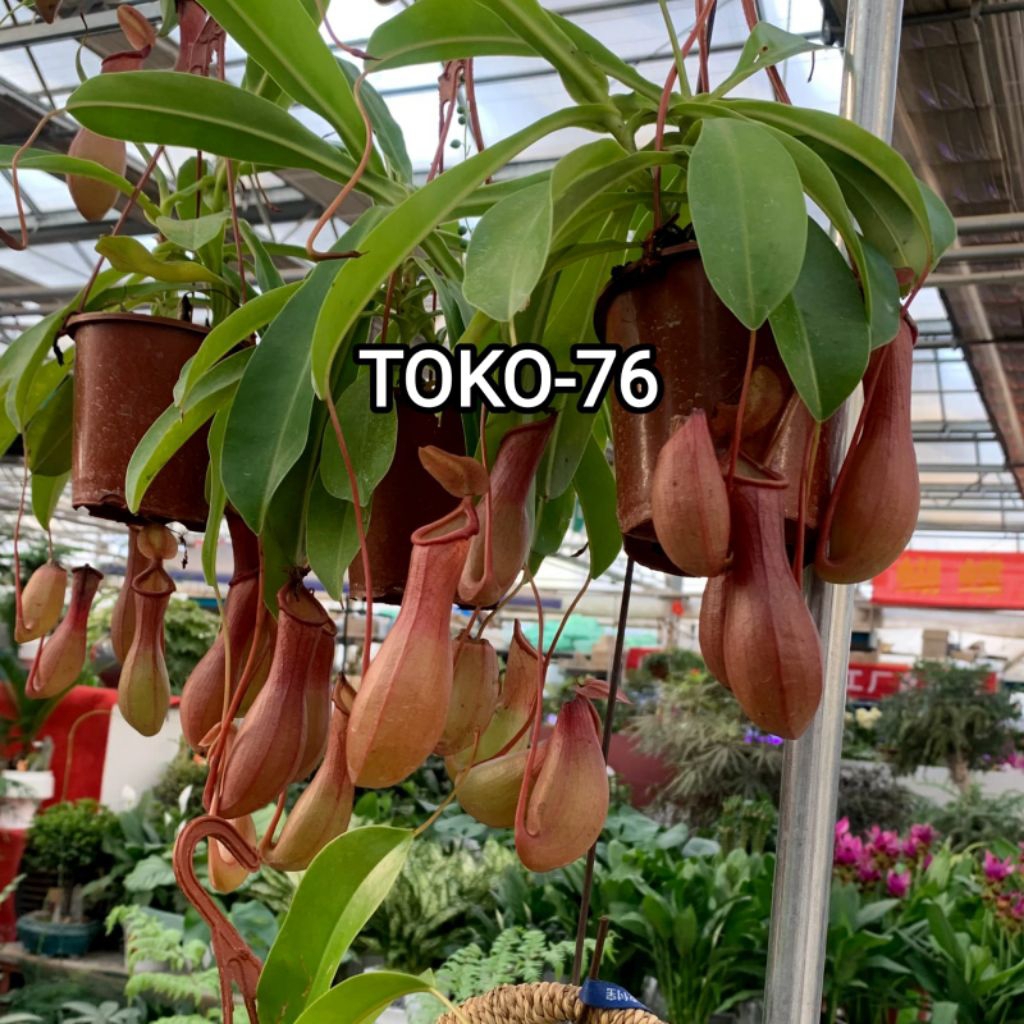 nepenthes adrianii - kantong semar - tanaman karnivora RED