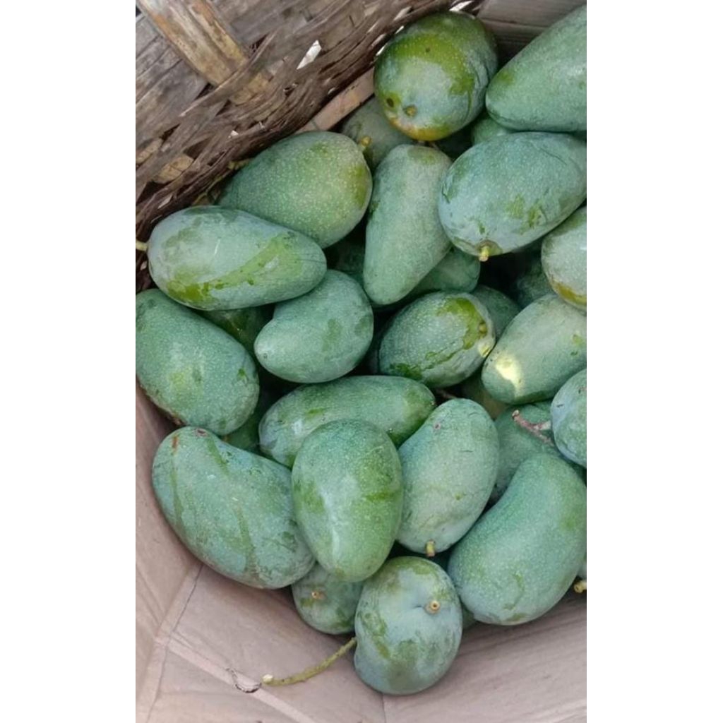 

MANGGA HARUMANIS FRES ASLI INDRAMAYU 1KG
