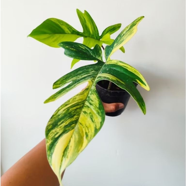 Philodendron Florida Beauty Varigata