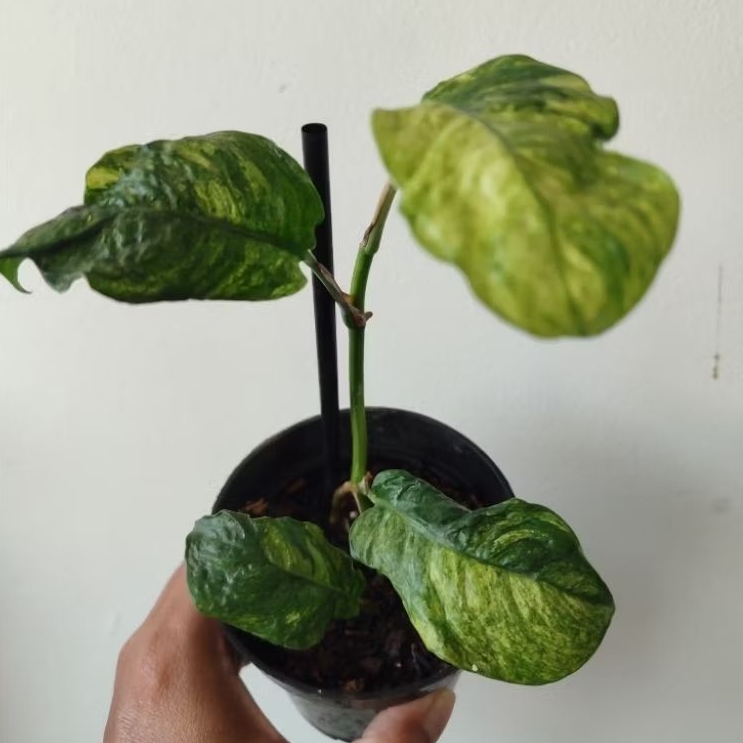 Raphidopora puberula varigata