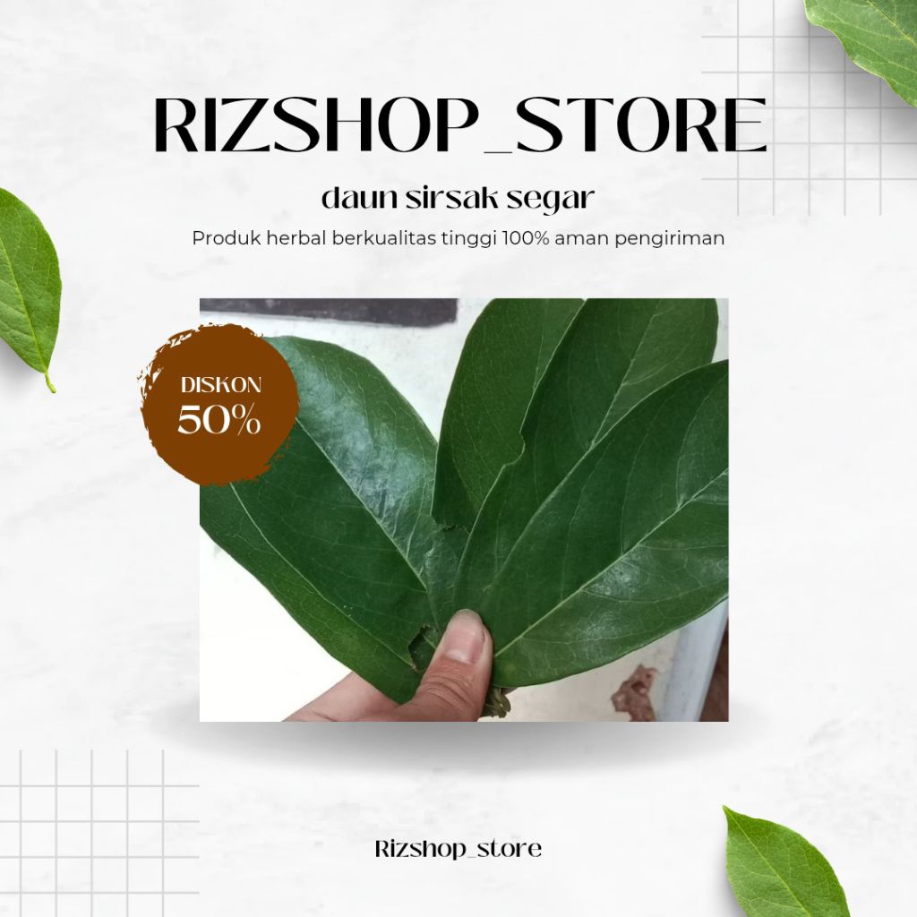 

Daun sirsak segar per 100 lembar di petik langsung