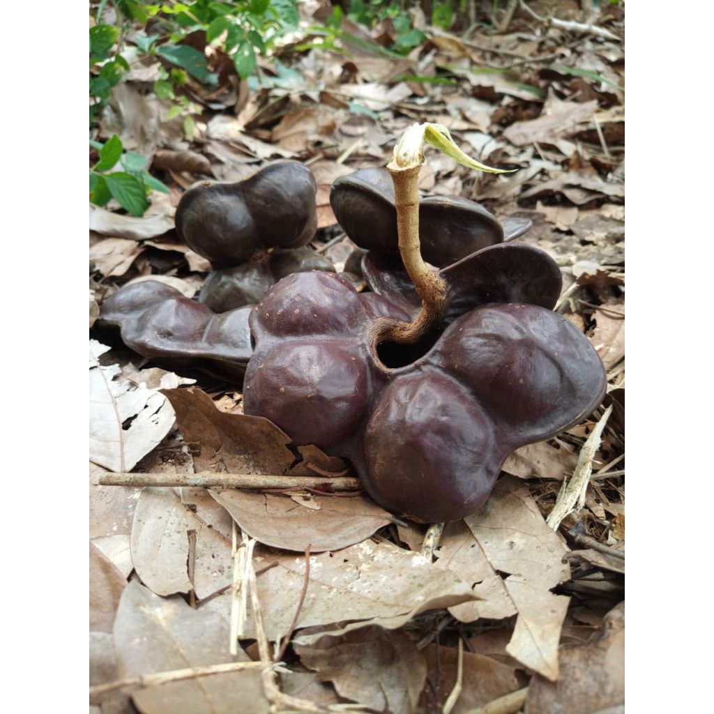 

Jual Jengkol Segar Masih Kulit 1Kg – Cocok Masakan Nusantara