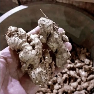 

JAHE EMPRIT HEMAT SUPER SEGAR / JAHE HERBAL SUPER SEGAR