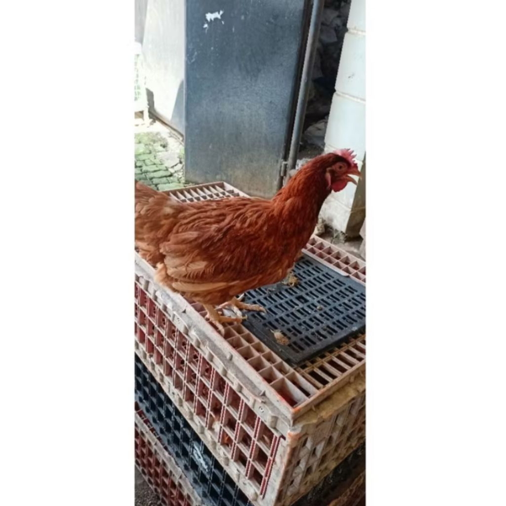 Ayam Ras petelur/Ayam negri petelur produksi sudah full vaksin Sudah bertelur