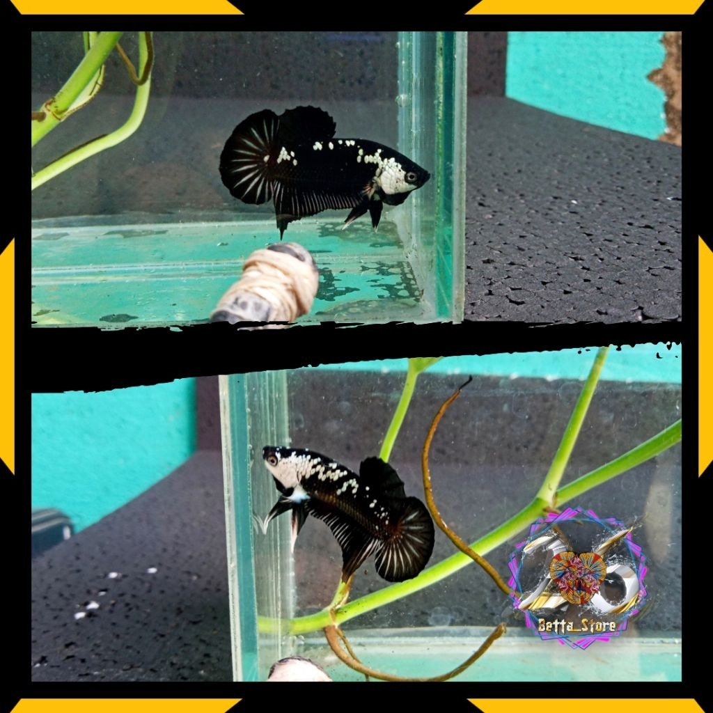 Black mamba/cupang blackmamba/plakat mambasamurai