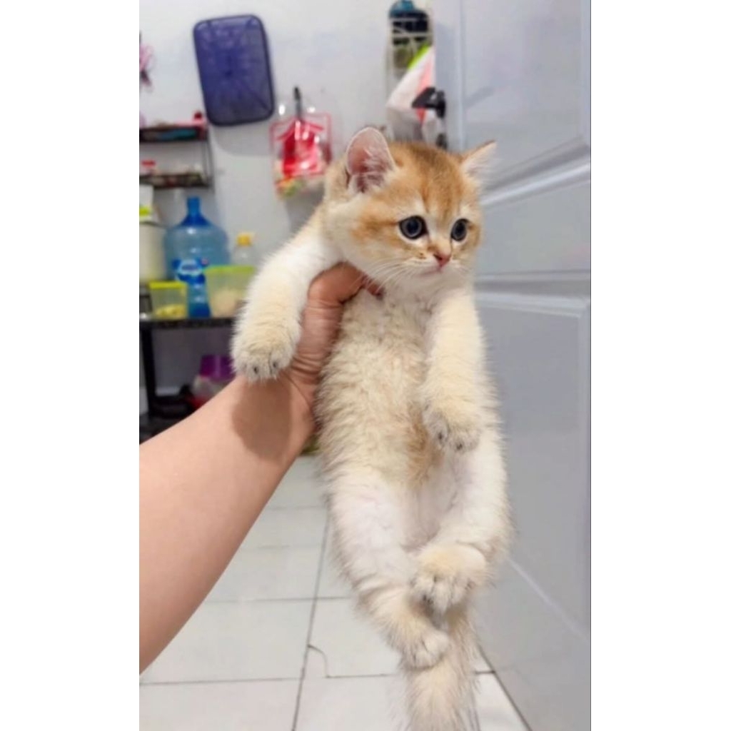 BSH golden jantan nonped