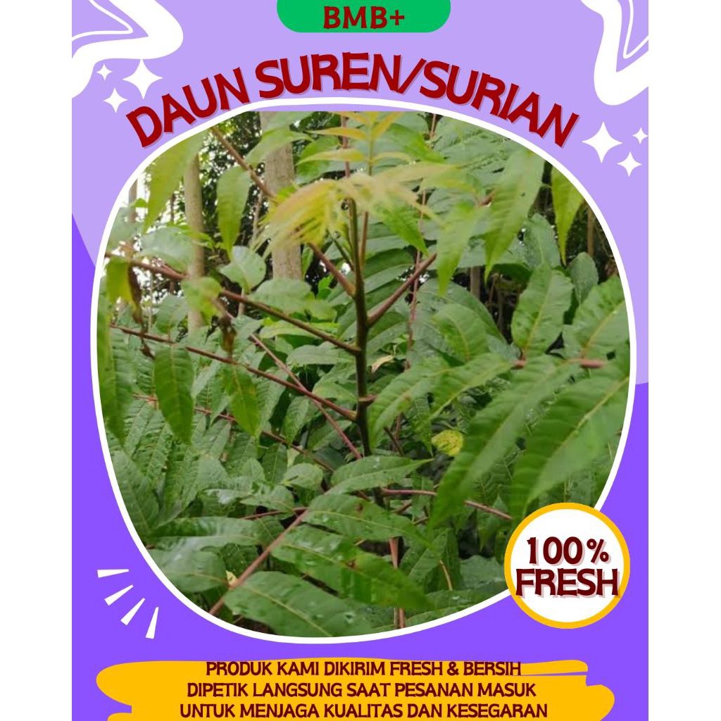 

BMB+ Daun Surian 250gr / Daun Suren untuk Obat / Daun Surian Segar