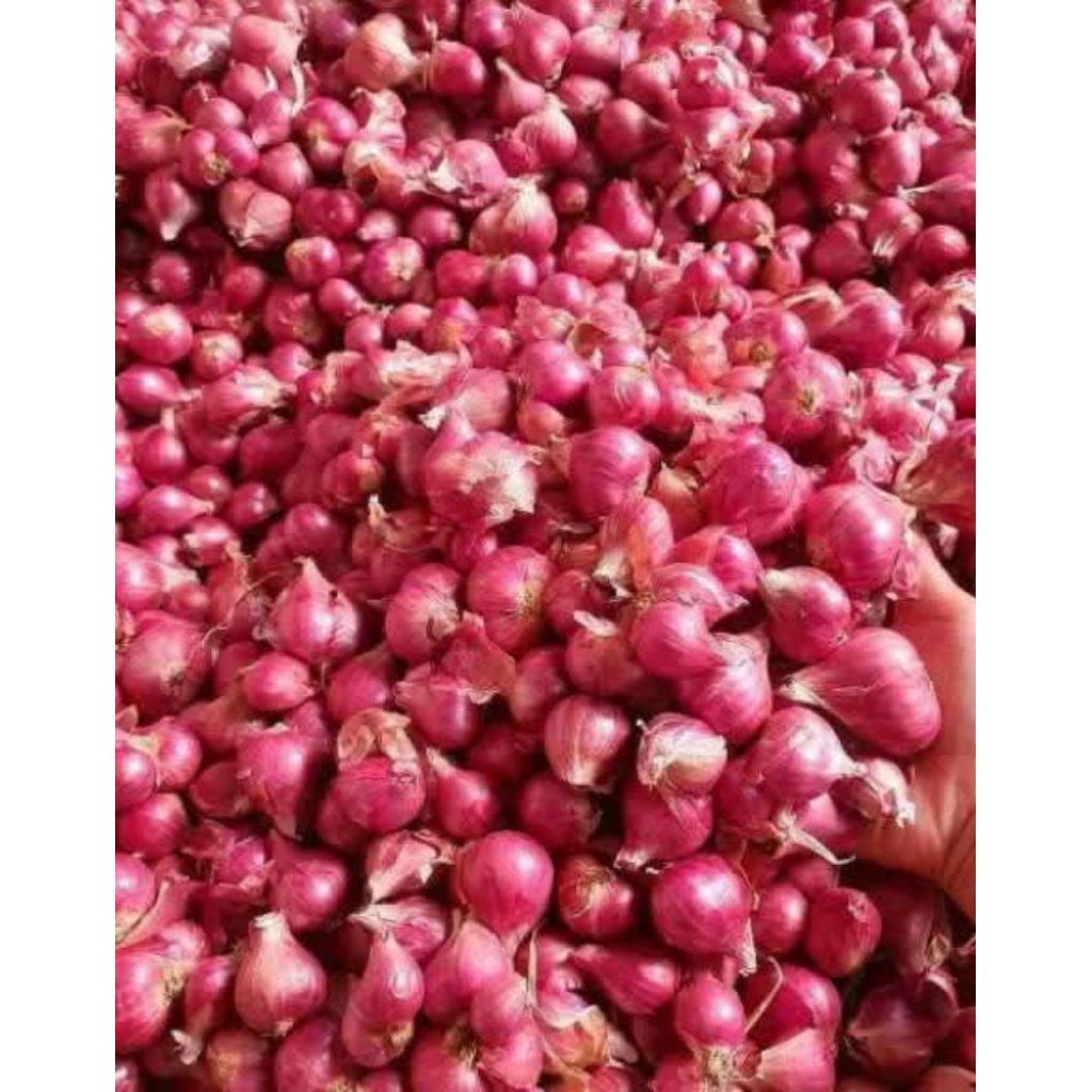 

Bawang Merah Pilihan Nganjuk
