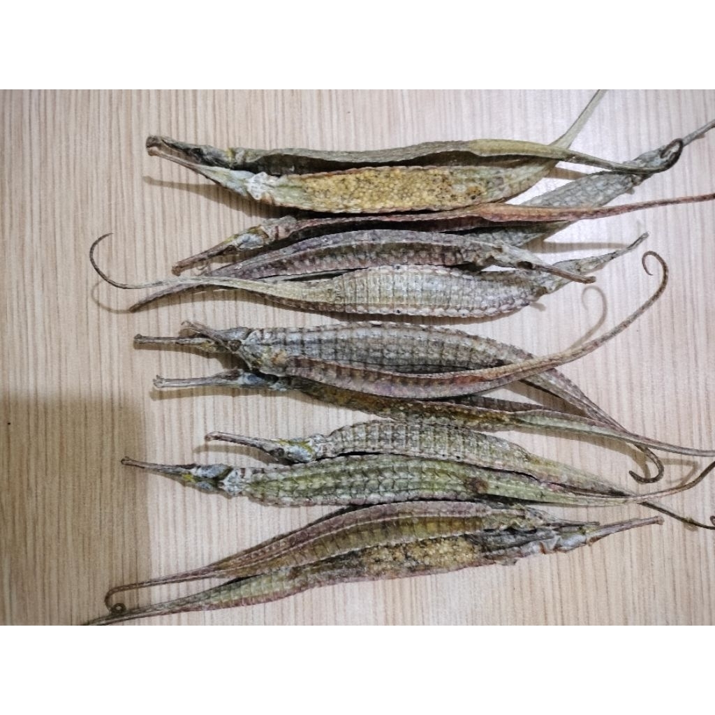 

kerang laut coklat/Gram