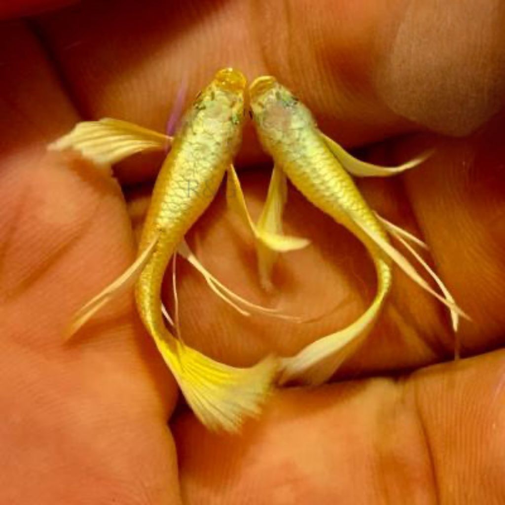 Guppy full gold ribon