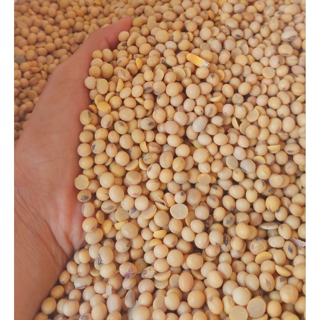 

Kedelai import USA 1kg kualitas terbaik