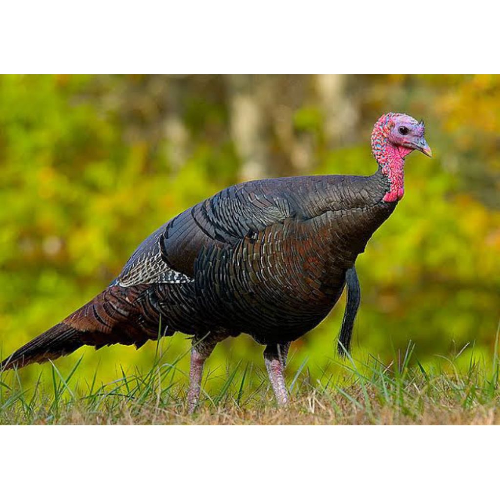 

telur ayam fertil kalkun siap tetas