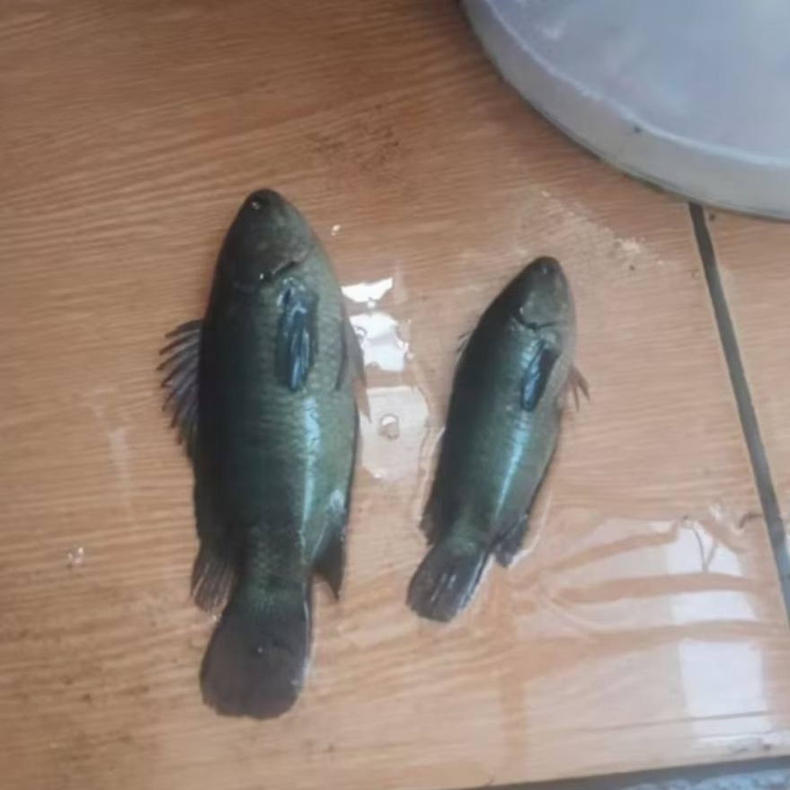 BIBIT IKAN BETOK UKURAN 2 JARI PER EKOR [ISI 15 EKOR]