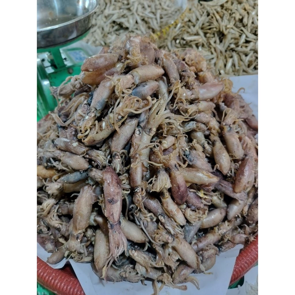 

CUMI SUNGSANG Kualitas Premium