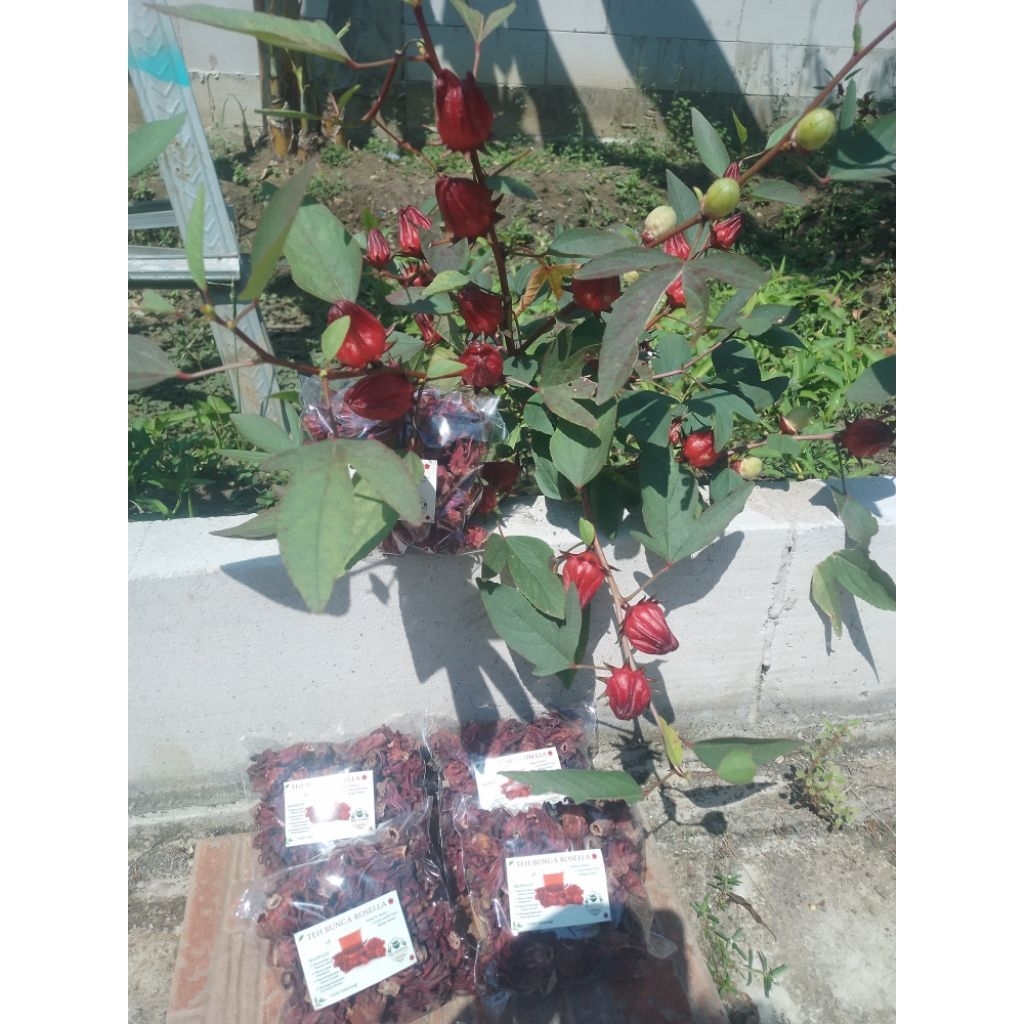 

teh herbal rosela kering 50 gram