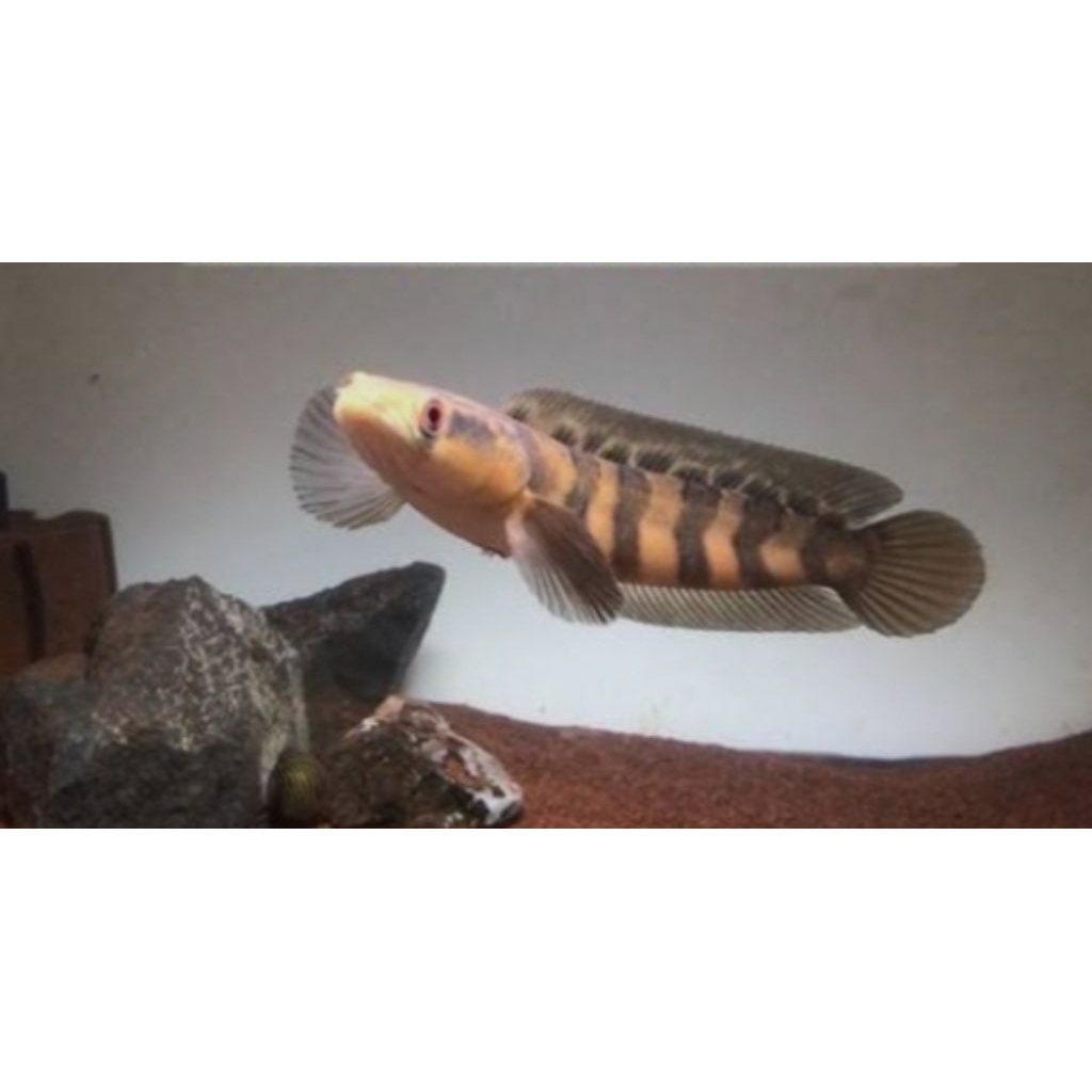 

(GARANSI 100%) Stiker chana red barito